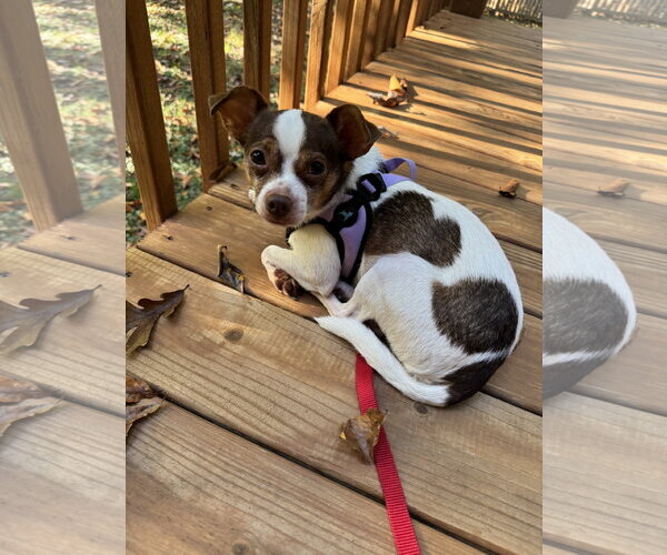Medium Photo #6 Chihuahua-Unknown Mix Puppy For Sale in Forest, VA, USA