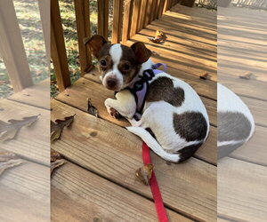Buddy - Male Chihuahua-Unknown Mix Dog for Adoption - Photo #6