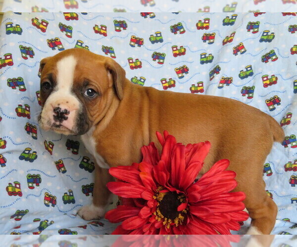 Medium Photo #5 Boxer Puppy For Sale in SHILOH, OH, USA