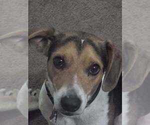 Blue - Male Beagle Dog for Adoption - Photo #6
