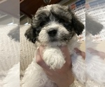 Small Photo #7 Zuchon Puppy For Sale in ACTON, CA, USA