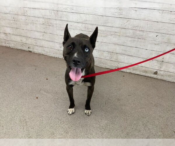 Medium Photo #1 American Pit Bull Terrier-Unknown Mix Puppy For Sale in San Bernardino, CA, USA
