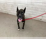 Small American Pit Bull Terrier Mix