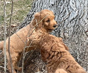 Labrador Retriever Litter for sale in ELKHORN, NE, USA