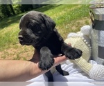 Small Photo #4 Labrador Retriever Puppy For Sale in FREDERICKSBURG, VA, USA