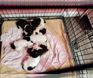 Jack Russell Terrier-Schnauzer (Miniature) Mix Litter for sale in ENID, OK, USA