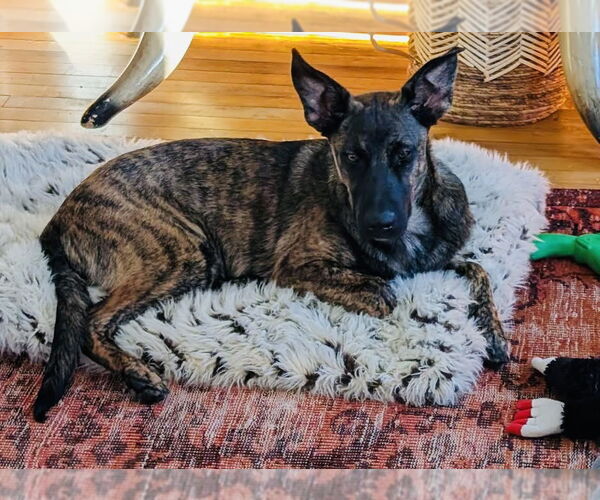 Medium Photo #4 Labrador Retriever-Unknown Mix Puppy For Sale in Princeton, MN, USA