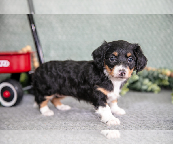 Medium Photo #1 Dachshund Puppy For Sale in ELIZABETHTOWN, PA, USA