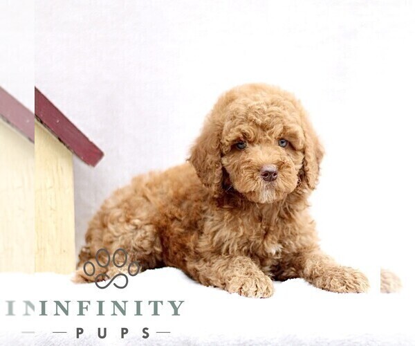 Medium Photo #1 Goldendoodle (Miniature) Puppy For Sale in EPHRATA, PA, USA