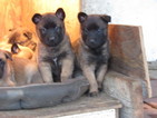 Puppy 3 Belgian Malinois