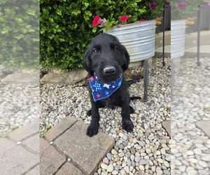 Labradoodle Puppy for sale in WILLIAMSTOWN, KY, USA