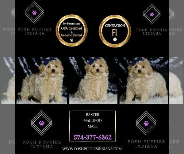 Medium Photo #5 Maltipoo Puppy For Sale in WARSAW, IN, USA