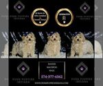 Small #4 Maltipoo
