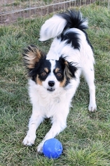 Papillon Puppy for sale in CHINO VALLEY, AZ, USA