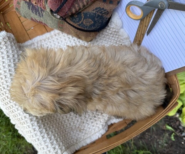 Medium Photo #5 Yorkshire Terrier Puppy For Sale in THORP, WI, USA