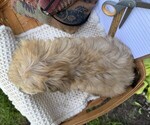 Small #4 Yorkshire Terrier
