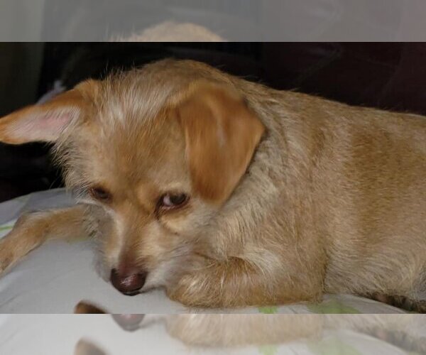 Medium Photo #7 Chihuahua-Unknown Mix Puppy For Sale in Spring, TX, USA