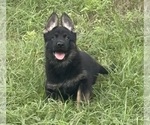 Puppy 2 German Shepherd Dog