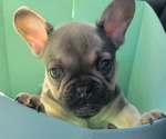 Small Photo #16 French Bulldog Puppy For Sale in DALLAS, NC, USA