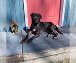 Small #41 American Pit Bull Terrier