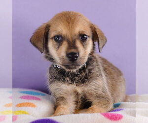 Australian Shepherd-Unknown Mix Dogs for adoption in Sheridan, CO, USA