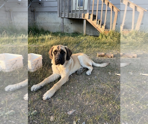 Medium Photo #1 Mastador-Saint Bernard Mix Puppy For Sale in JEFFERSON, CO, USA