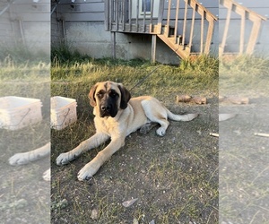 Mastador-Saint Bernard Mix Puppy for sale in JEFFERSON, CO, USA