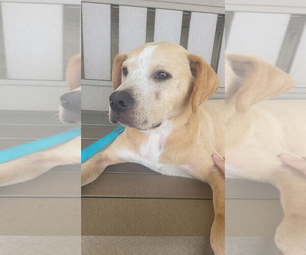 Medium Photo #4 Boxer-Unknown Mix Puppy For Sale in Springdale, PA, USA