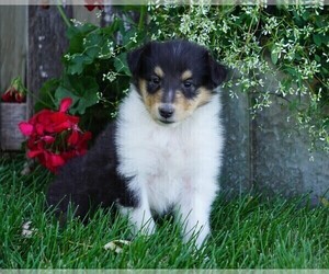Collie Puppy for sale in FREDERICKSBG, OH, USA