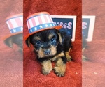 Small #7 Yorkshire Terrier
