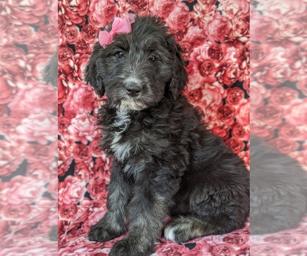 Medium Photo #3 Sheepadoodle Puppy For Sale in PORT DEPOSIT, MD, USA