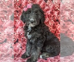 Small Photo #3 Sheepadoodle Puppy For Sale in PORT DEPOSIT, MD, USA