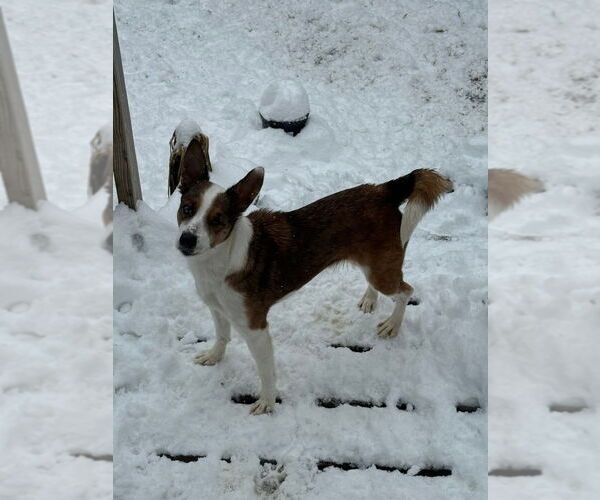 Medium Photo #1 Mutt Puppy For Sale in Walnutport, PA, USA