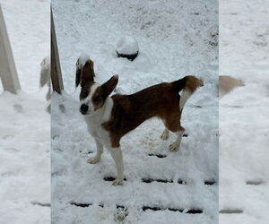 Mutt Dogs for adoption in Walnutport, PA, USA