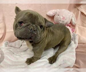 French Bulldog-Unknown Mix Dogs for adoption in Modesto, CA, USA