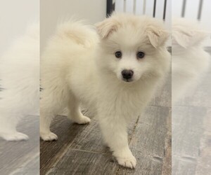 Miniature American Eskimo Puppy for sale in INDIANAPOLIS, IN, USA