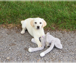 Small #10 Labrador Retriever