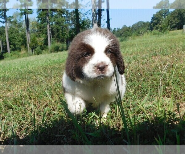 Medium Photo #2 Newfoundland Puppy For Sale in CLINTON, AR, USA