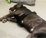 Small #3 American Pit Bull Terrier Mix