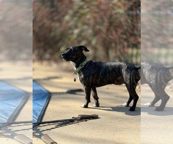 Medium Photo #11 Dachshund-Unknown Mix Puppy For Sale in Arlington, VA, USA