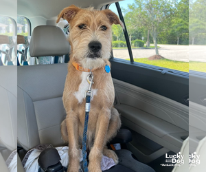 Mutt Dogs for adoption in Washington, DC, USA