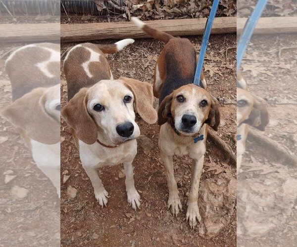 Medium Photo #10 Mutt Puppy For Sale in Rustburg, VA, USA