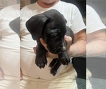 Small #5 Great Dane