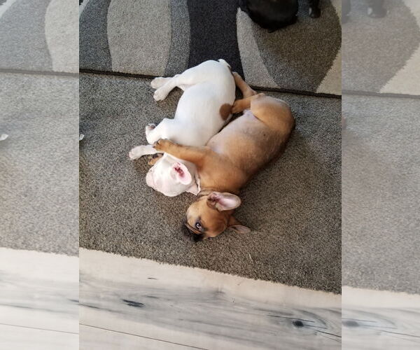 Medium Photo #5 French Bulldog Puppy For Sale in Valrico, FL, USA