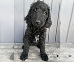 Small #1 Goldendoodle