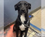 Small #1 Labrador Retriever-Retriever  Mix