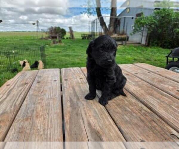 Medium Photo #6 Goldendoodle Puppy For Sale in LEON, KS, USA