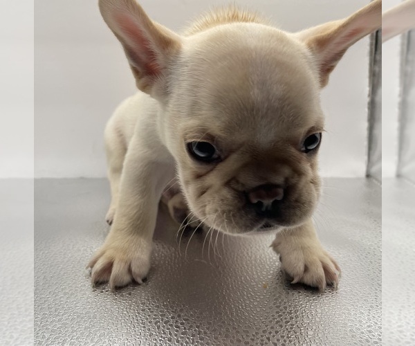 Medium Photo #8 French Bulldog Puppy For Sale in CLEARWATER, FL, USA