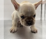 Small #7 French Bulldog