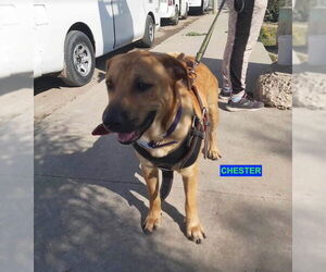 CHESTER - Male Labrador Retriever-Unknown Mix Dog for Adoption - Photo #3